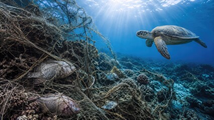Green sea turtle swimming over coral reef tangled with ghost net and trapped fish under sunlit blue ocean waters
