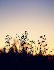 beautiful abstract evening nature background with silhouettes of wild grass stems at sunset. artistic pastoral landscape of grass field. relax, harmony, meditation atmosphere. copy space