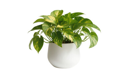 Green pothos plant with variegated leaves in a white pot, isolated on transparent background