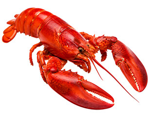 Vibrant red lobster isolated on transparent background, showcasing its claws and shell in detail.