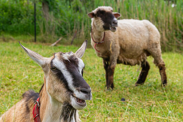 Goat resting in a meadow with a sheep in a rural pasture | Koza odpoczywa na łące z owcą na pastwisku wiejskim