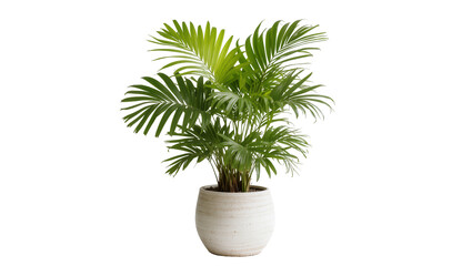 Areca palm plant in textured ceramic pot