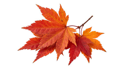Autumn maple leaves fall foliage vibrant orange color branch isolated on transparent background png.