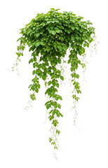 PNG Lush cascading green hanging plant.