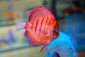 Close-up of a Red Striped Discus Fish in an Aquarium
