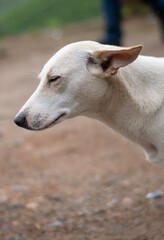 clam indie dog