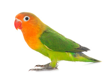 young fischeri lovebird