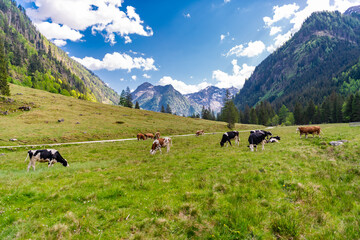 Domestic animal graze on summer farm. Rural landscape with cattle. Cows in mountain field. Cow at alps farming. Cattle at mountain landscape pasture. Village alpine meadow. Cows farming grazing