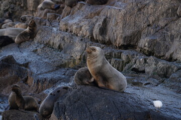 Sea lion perching on rock formation with sea bird on island in Tierra del Fuego