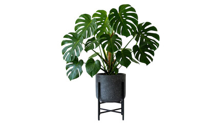Large green monstera plant in a modern dark grey pot with a metal stand isolated on transparent background