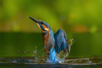 Common Kingfisher (Alcedo atthis) flying and diving for fish in the forest in the Netherlands