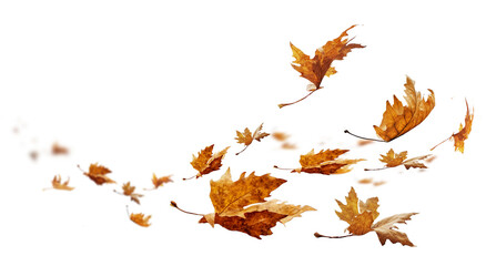 leaf leaves isolated autumn winter season background falling fall platanus tree wid air w