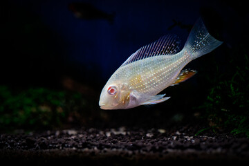 Albino Heckelii (Acarichthys heckelii albino variant)