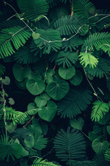 Close up colorful tropical green leaves background