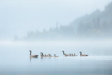 A family or gaggle of Canadian geese (Branta canadensis) with goslings paddle along a misty Kootenay Lake during a moody evening in Nelson, BC, Canada.