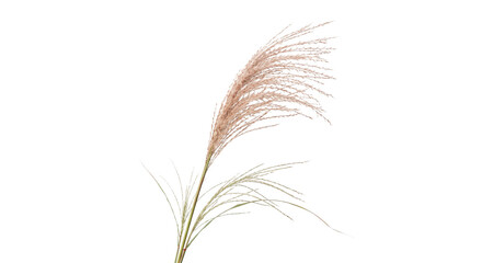 Delicate Pampas Grass Plume with Wispy Seed Heads on White Background