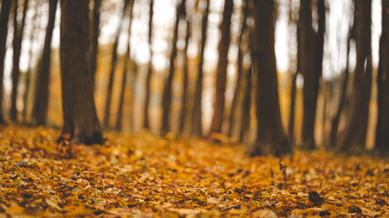 Autumn forest floor covered in fallen leaves with blurred trees in the background