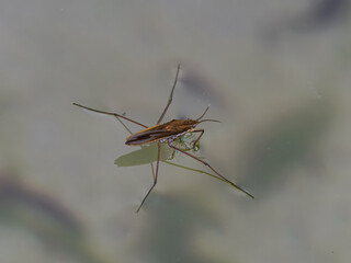 Water strider (Gerridae) 