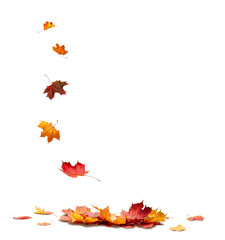 Autumn orange leaves falling down Isolated on white transparent background