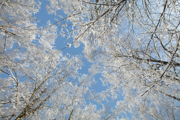 Snow-covered trees stretch towards the blue sky on a clear winter day in a forest setting, capturing the beauty of nature in cold weather