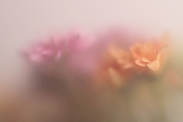Smoke selected soft focus autumn chrysanthemum aster Flower through translucent matte frosted glass. Abstract natural blurred grain light fog background.