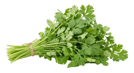 Fresh bunch of cilantro tied with natural twine on a white background
